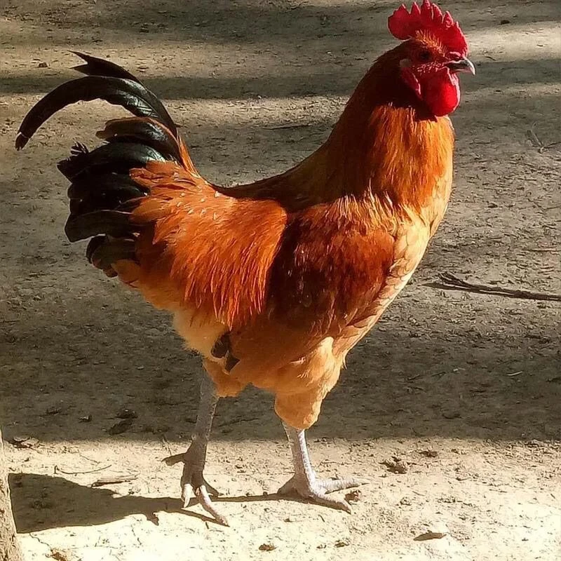 【到手2只】农村散养走地鸡大公鸡整只新鲜生鲜冷链发货B