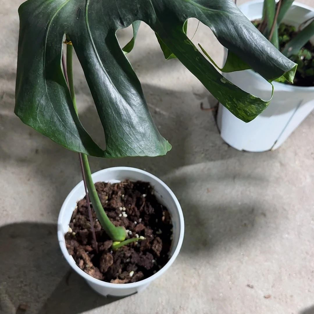 鹏***鹏无花朵龟背竹植物一物一拍