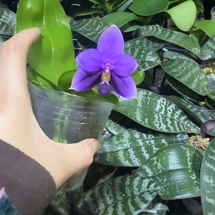 当前无花栽培后可以开花沙美那2.8带花叶心瑕疵