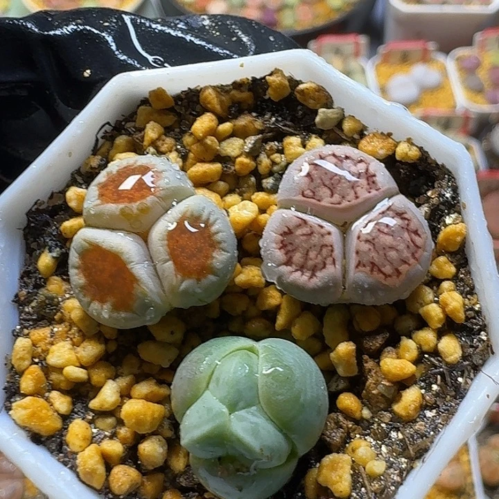 生石花3:：。在。 35号