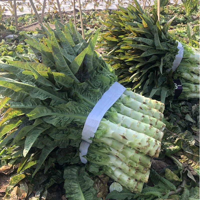 顺丰包邮送货上门 农家紫叶莴苣新鲜莴笋当季蔬菜