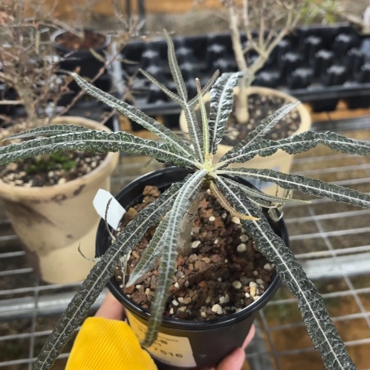 扦插艾朗乳香FC-7516