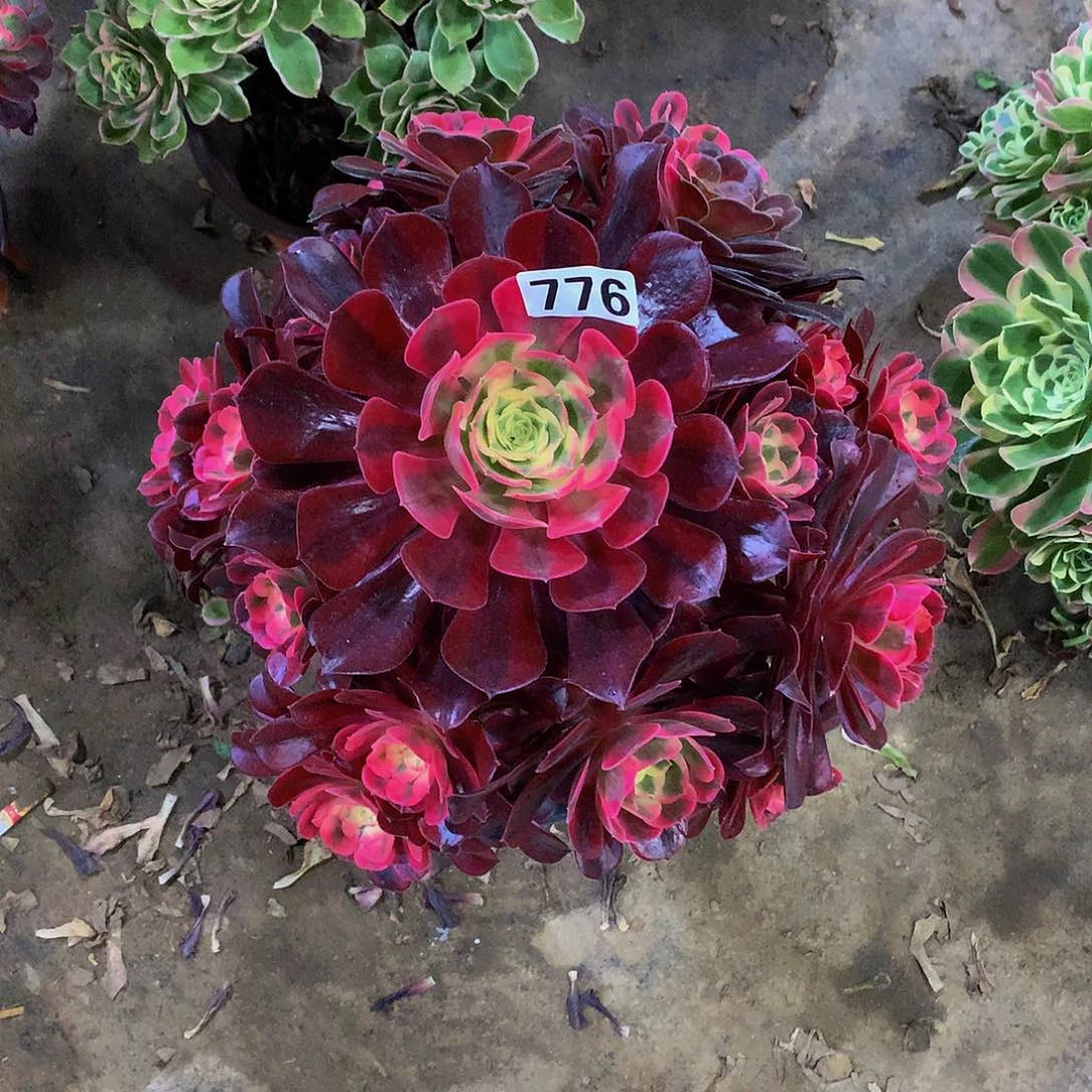 忆*畔776美杜莎多肉植物