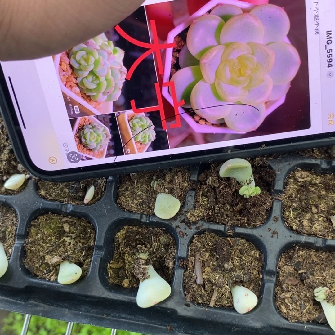 穴盘甜心109大宁苗苗一个