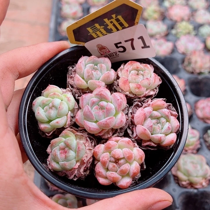 多肉植物多肉植物