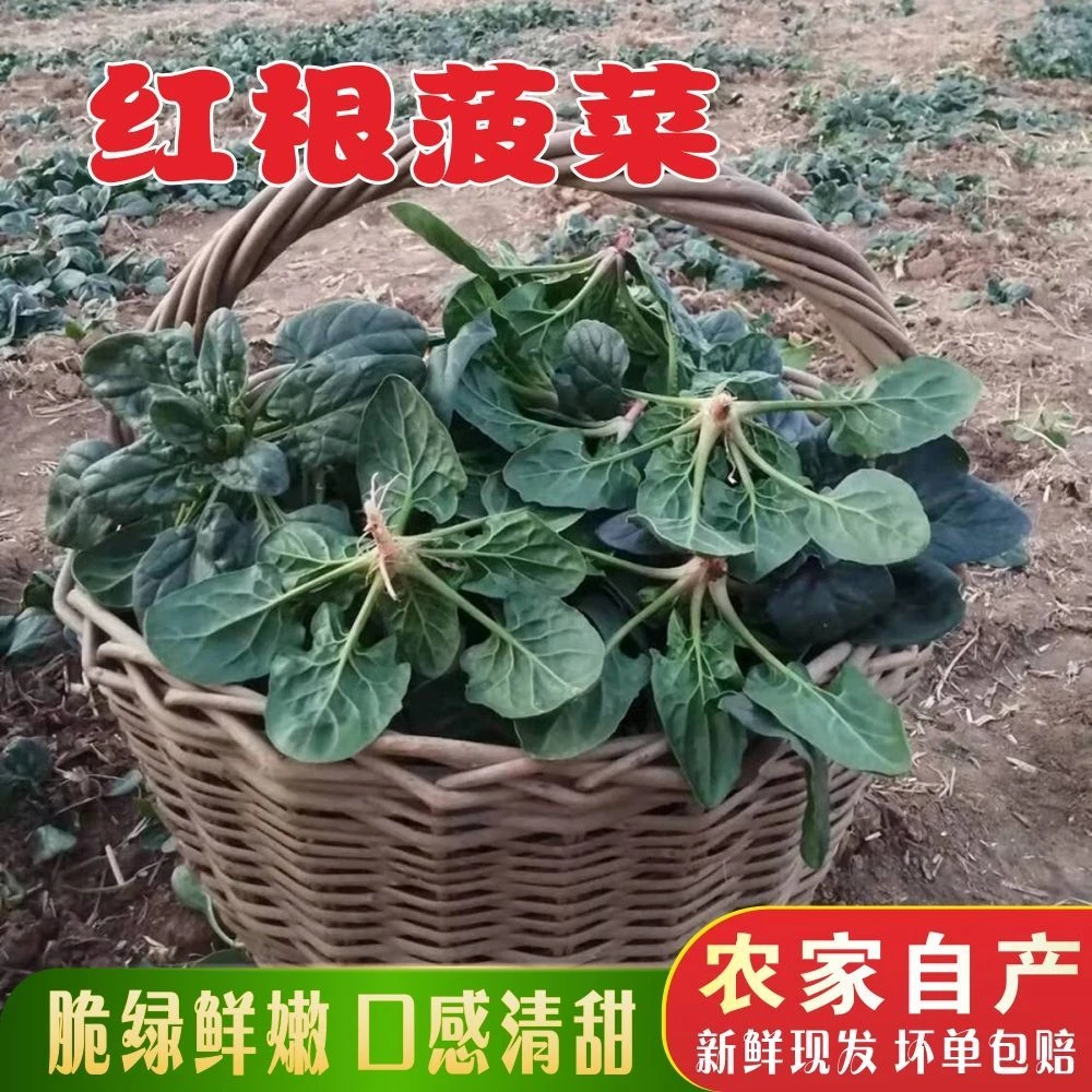 露天霜打趴地菠菜小菠菜矮杆红根青菜叶菜当季笨菠菜新鲜蔬菜整箱