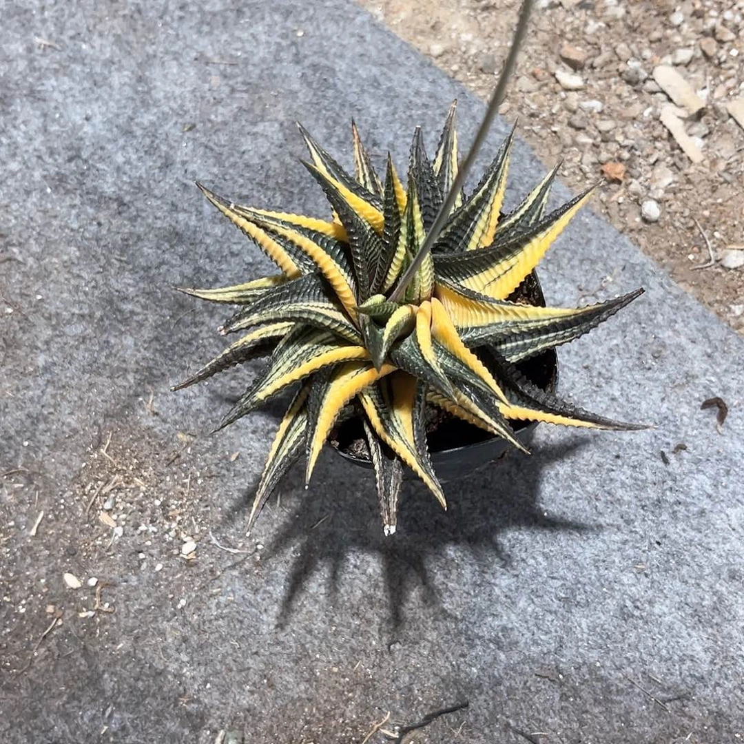 D*T琉璃殿锦随单15