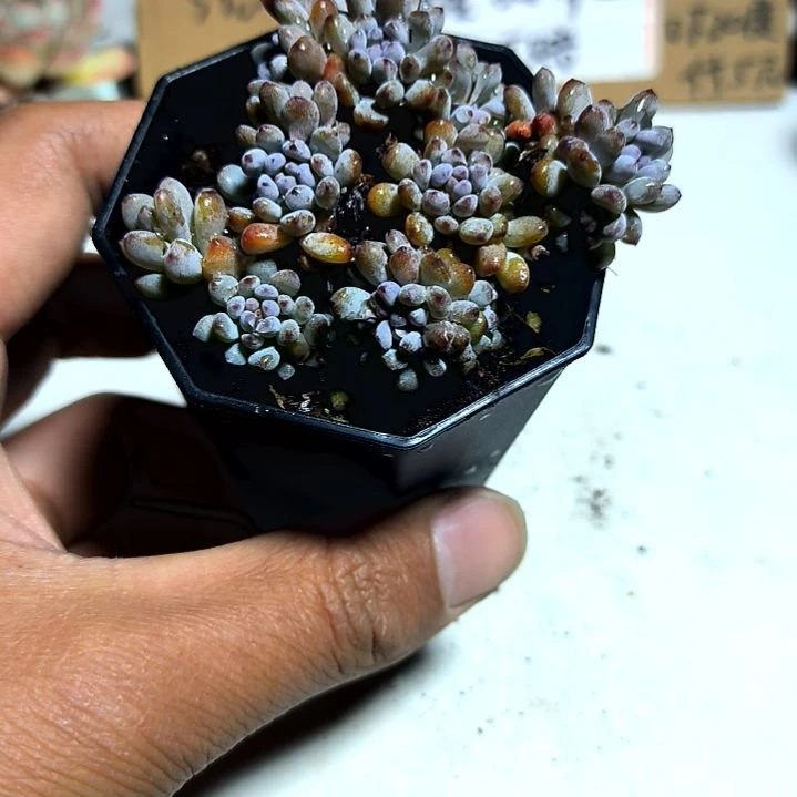 满6元包邮，蓝豆八角盆