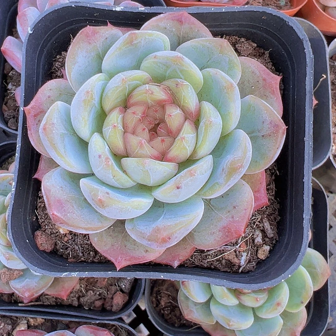 葡萄珍妮19包邮多肉