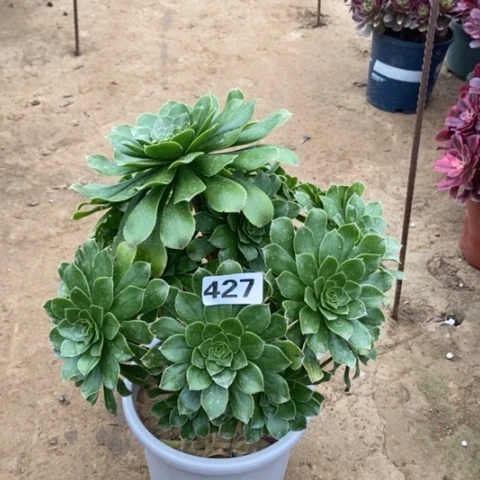 然*呢427绿法师多肉法师