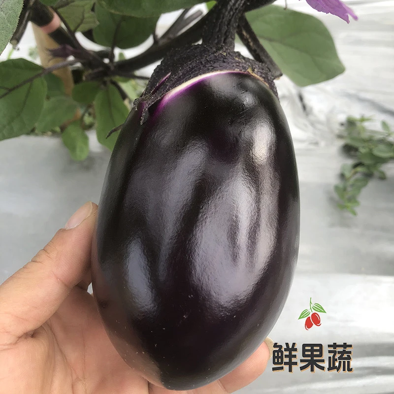 新鲜茄子本地紫茄农家自种时令蔬菜现摘现发皮薄肉嫩软糯好吃包邮
