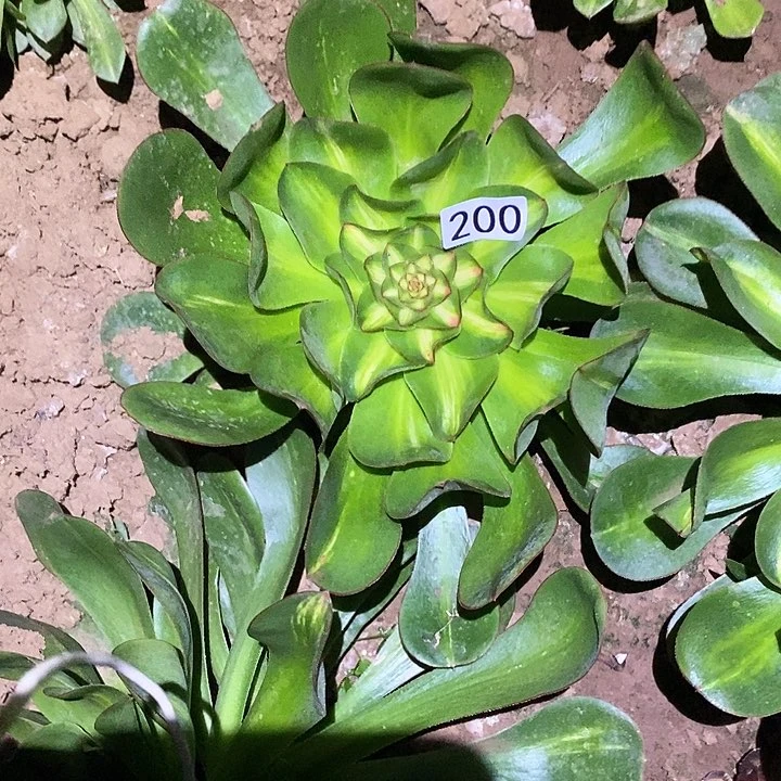 上*燕多肉植物法师200艳子中班