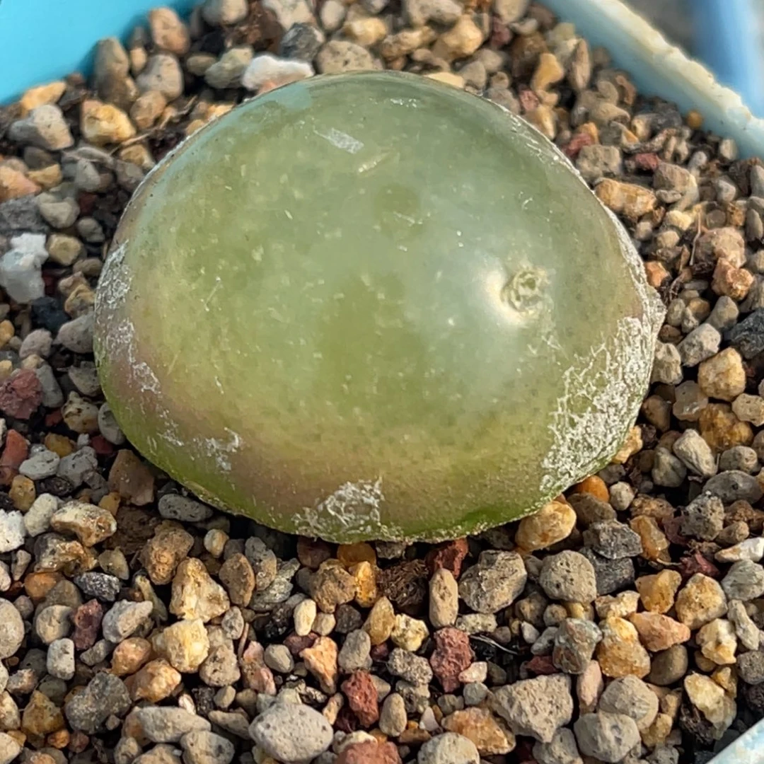 8698灯泡母本一颗