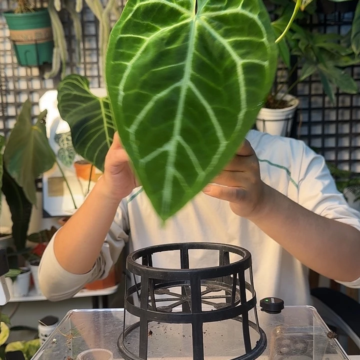 完全开放华丽杂撕裂纹H185