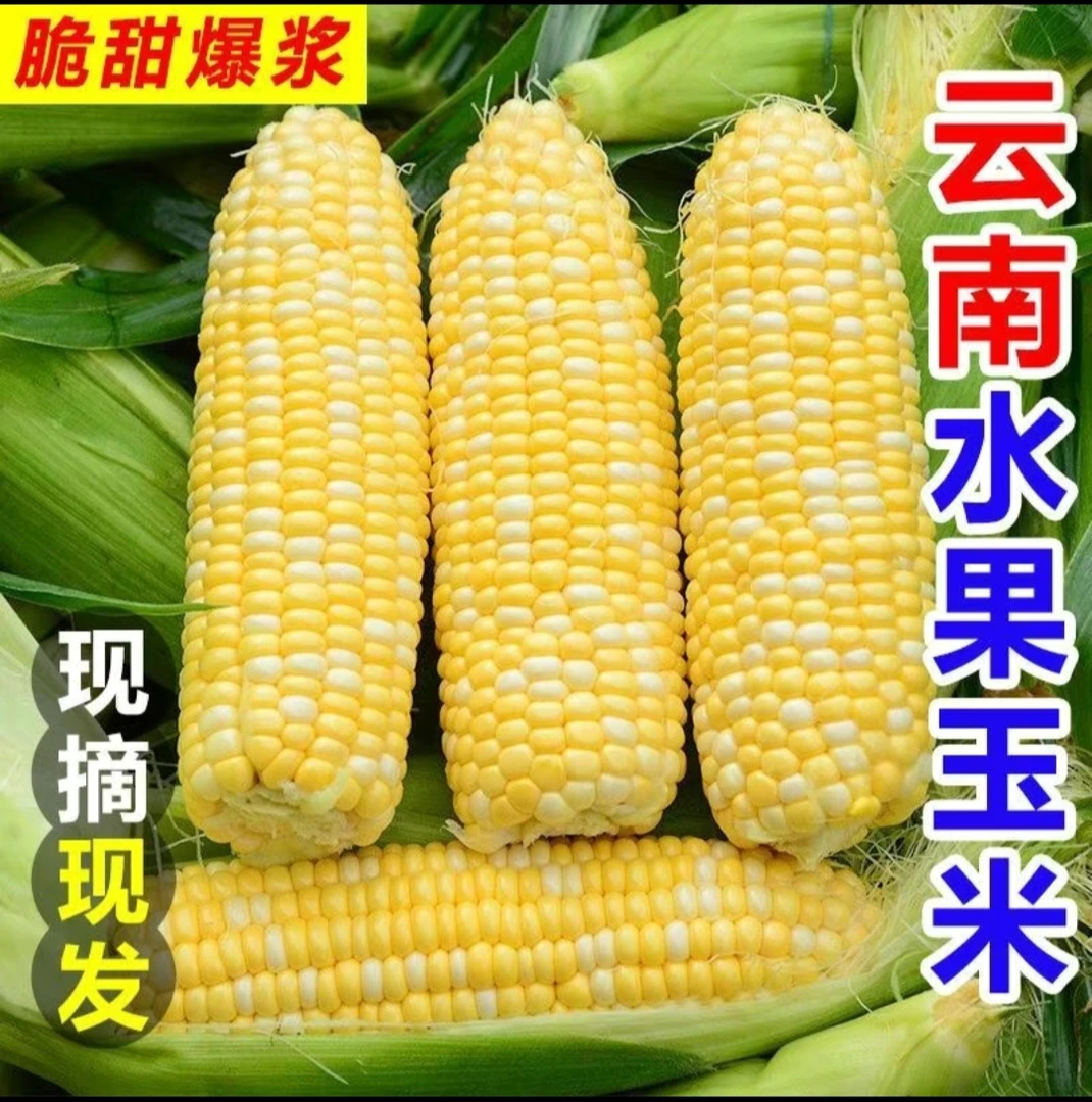 云南新鲜水果玉米当季农家现摘甜玉米可生吃