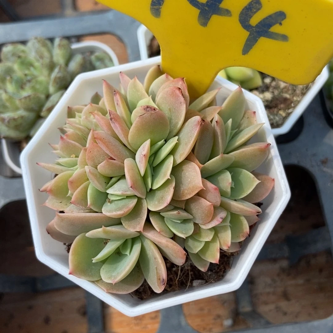 944丝绸面莎缀多肉植物