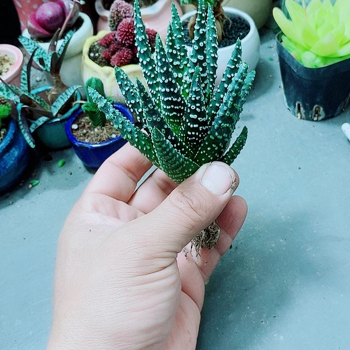 东之多肉植物1111111111111