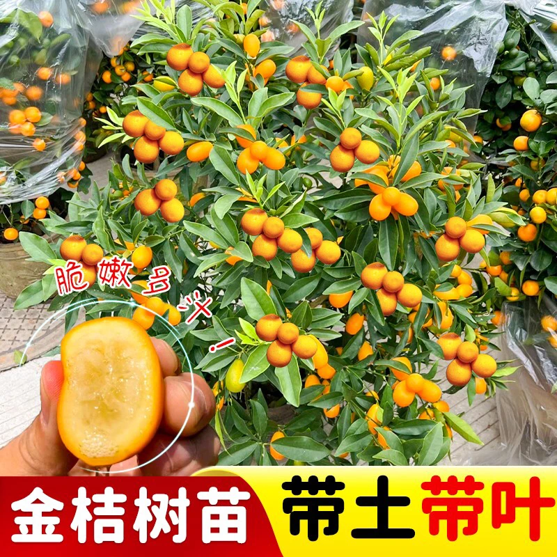 脆皮金桔树苗盆栽地栽树苗四季开花结果可食用耐寒