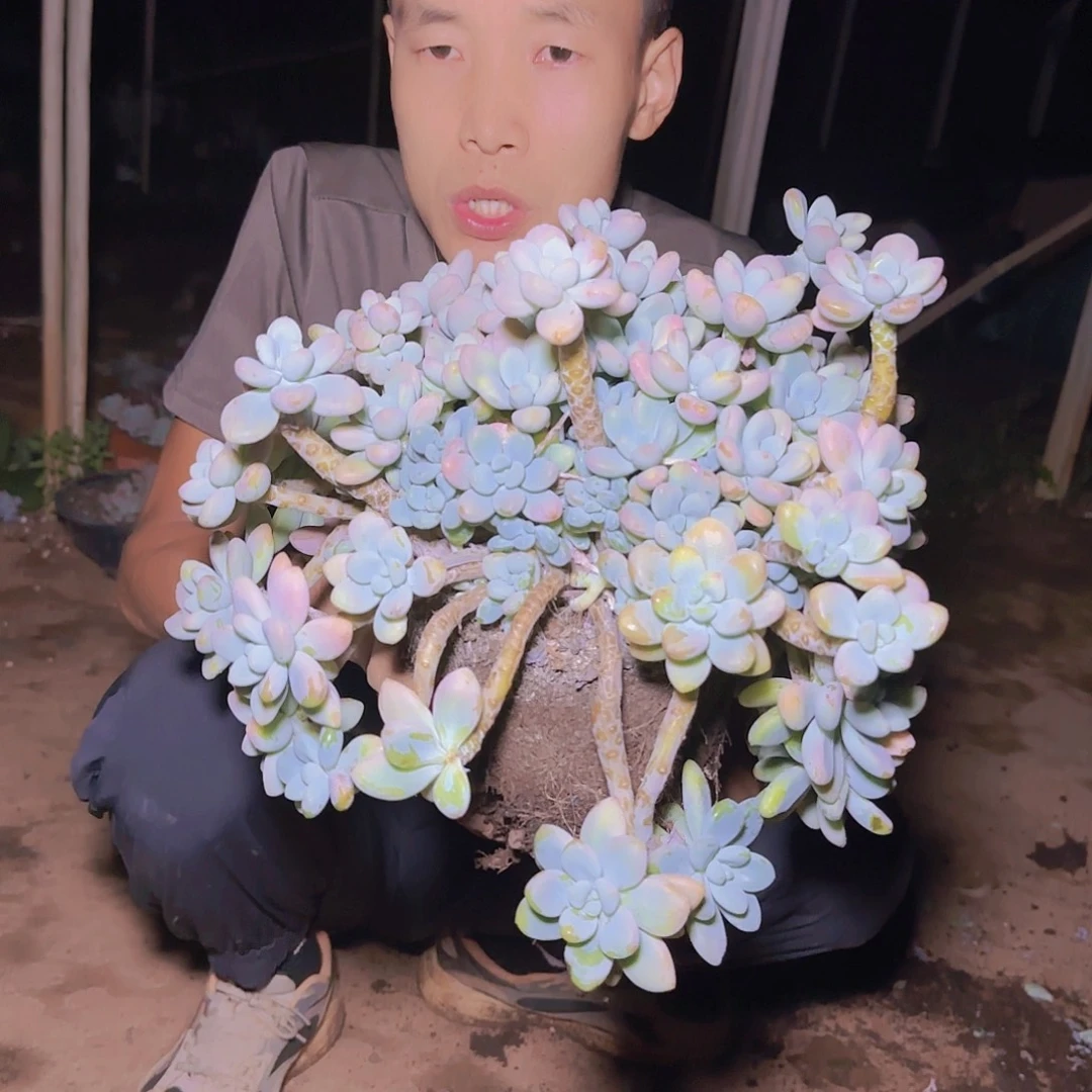盆栽香水洛神多肉