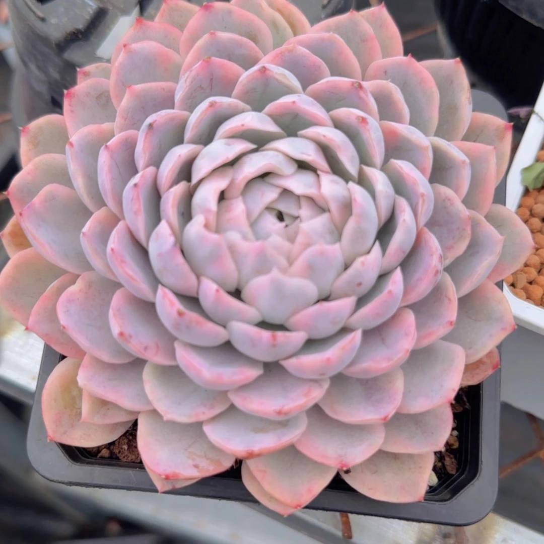 【闪购商品】雪球锦19.9