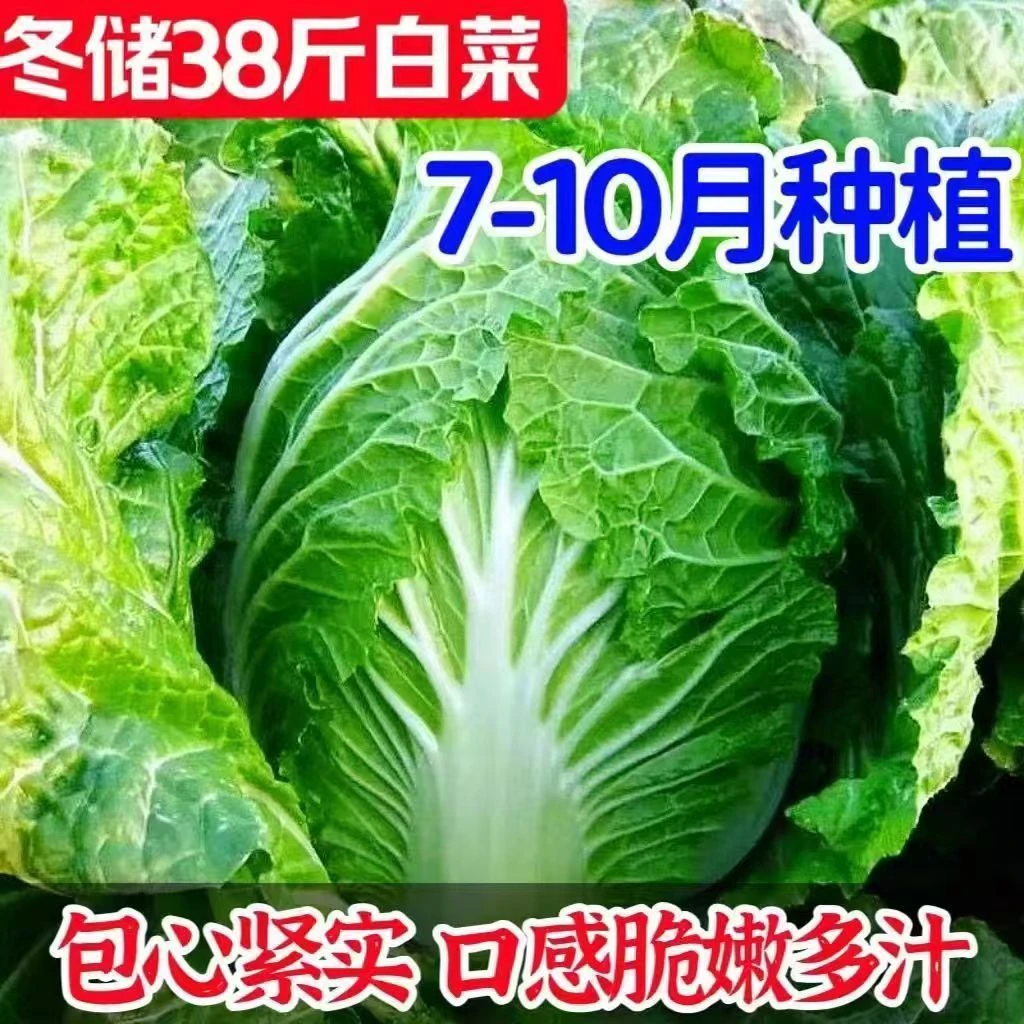 【冬储38斤大白菜种子】家庭阳台小院盆栽地裁四季种植秋冬播种YL