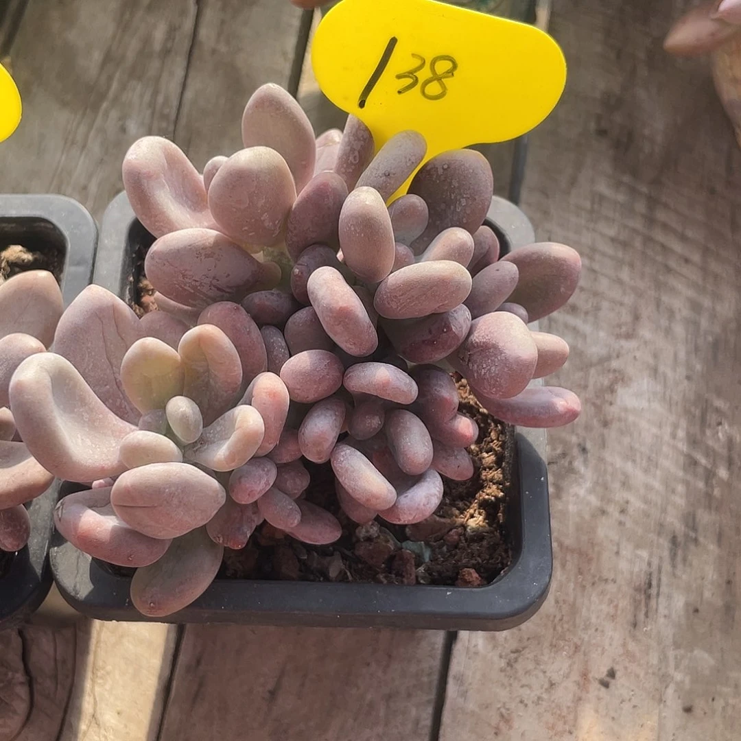 橙雪球多肉植物138