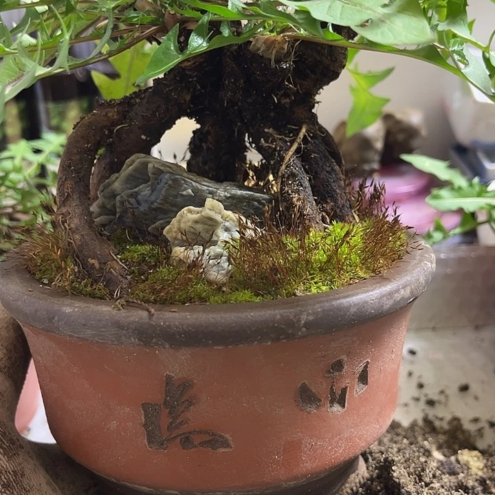 当前无花栽培后可以开花带盆包邮发京东188，看好拍