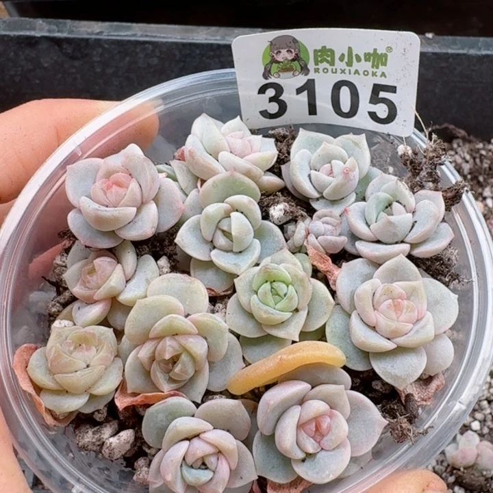 多肉植物多肉植物