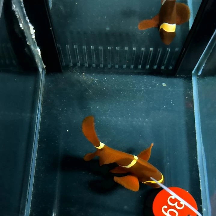 透红8+/4-30-39海水