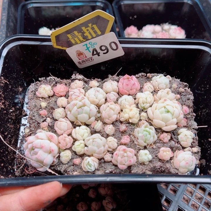 多肉植物多肉植物