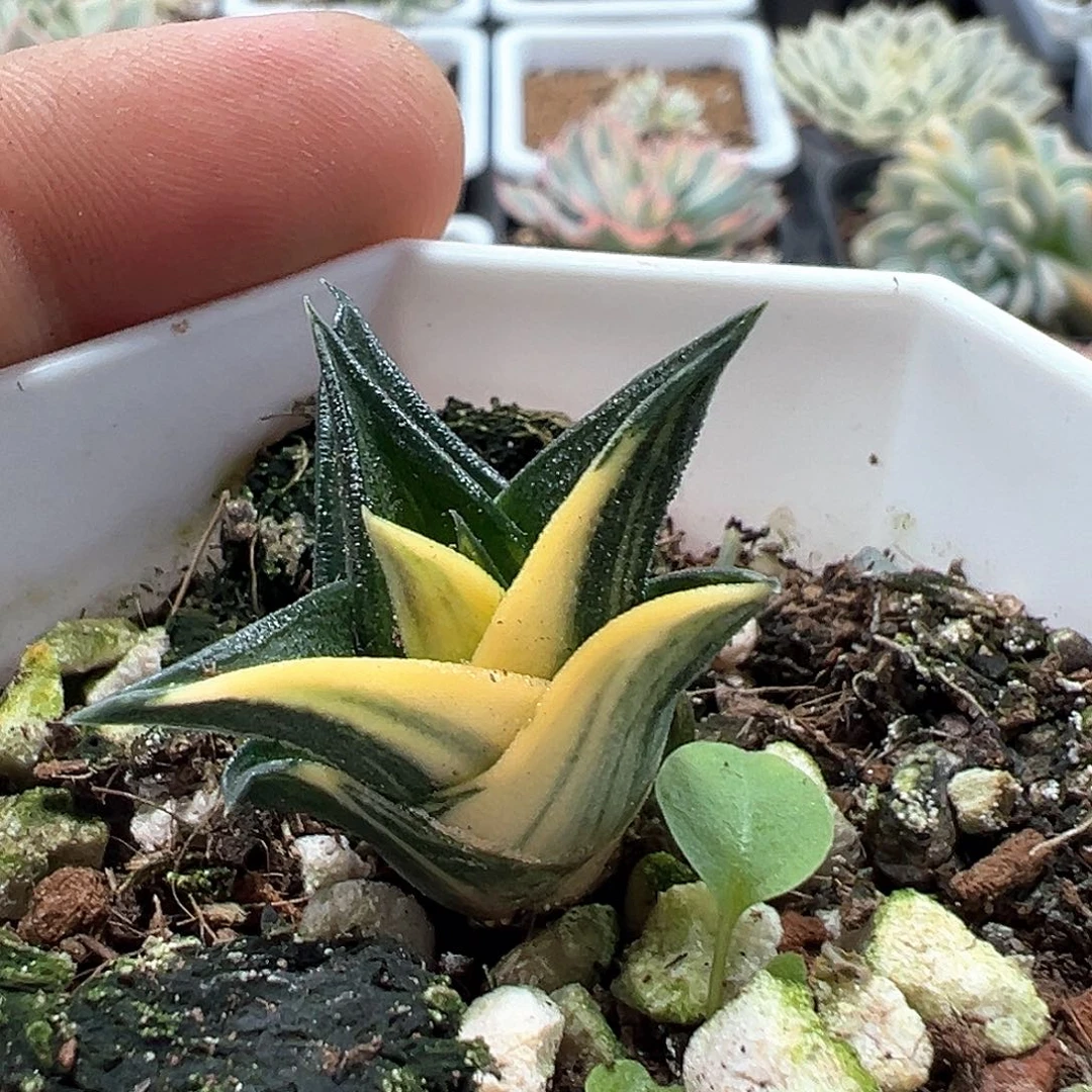 龙塔锦 一单包邮非偏远