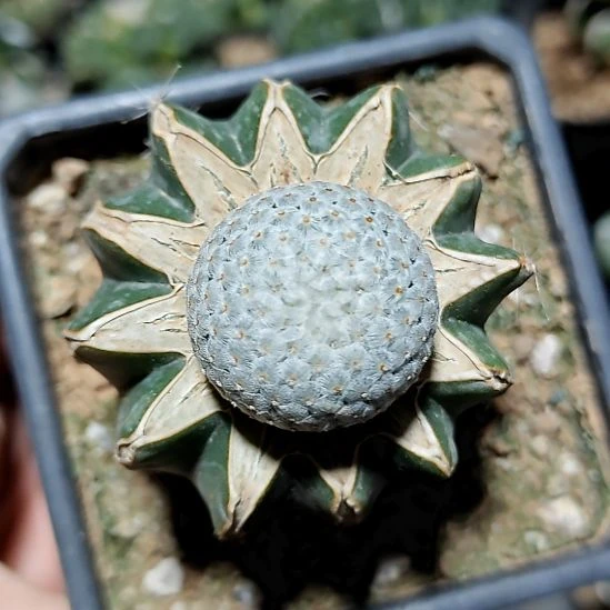 205苗接鳞羽丸205