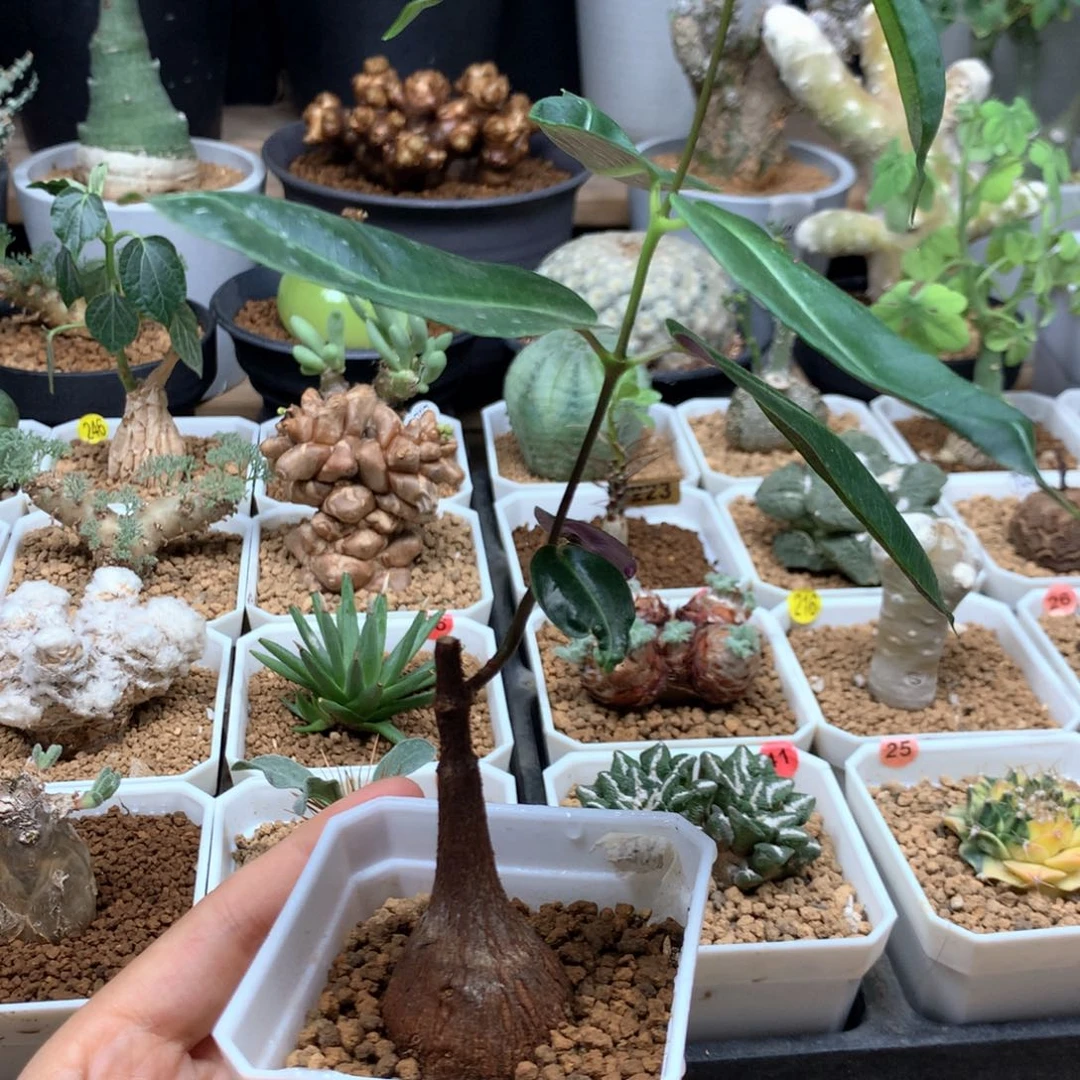 紫背萝藦带盆实生