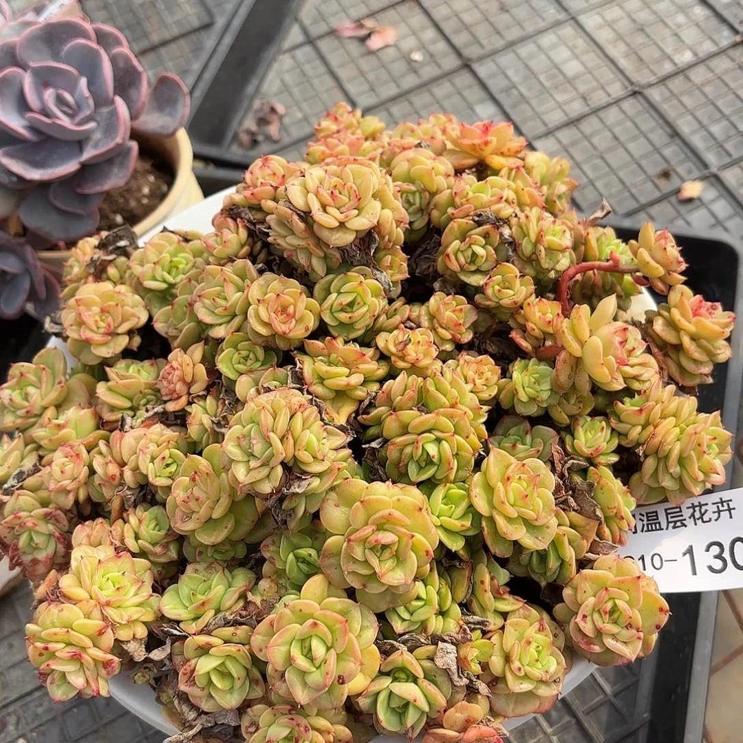 快****ᕗ同温层多肉蜡牡丹130