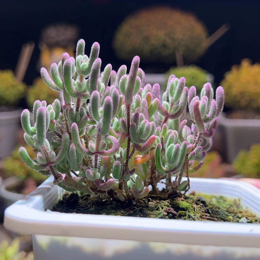 63紫闪光一物一拍带盆土发货