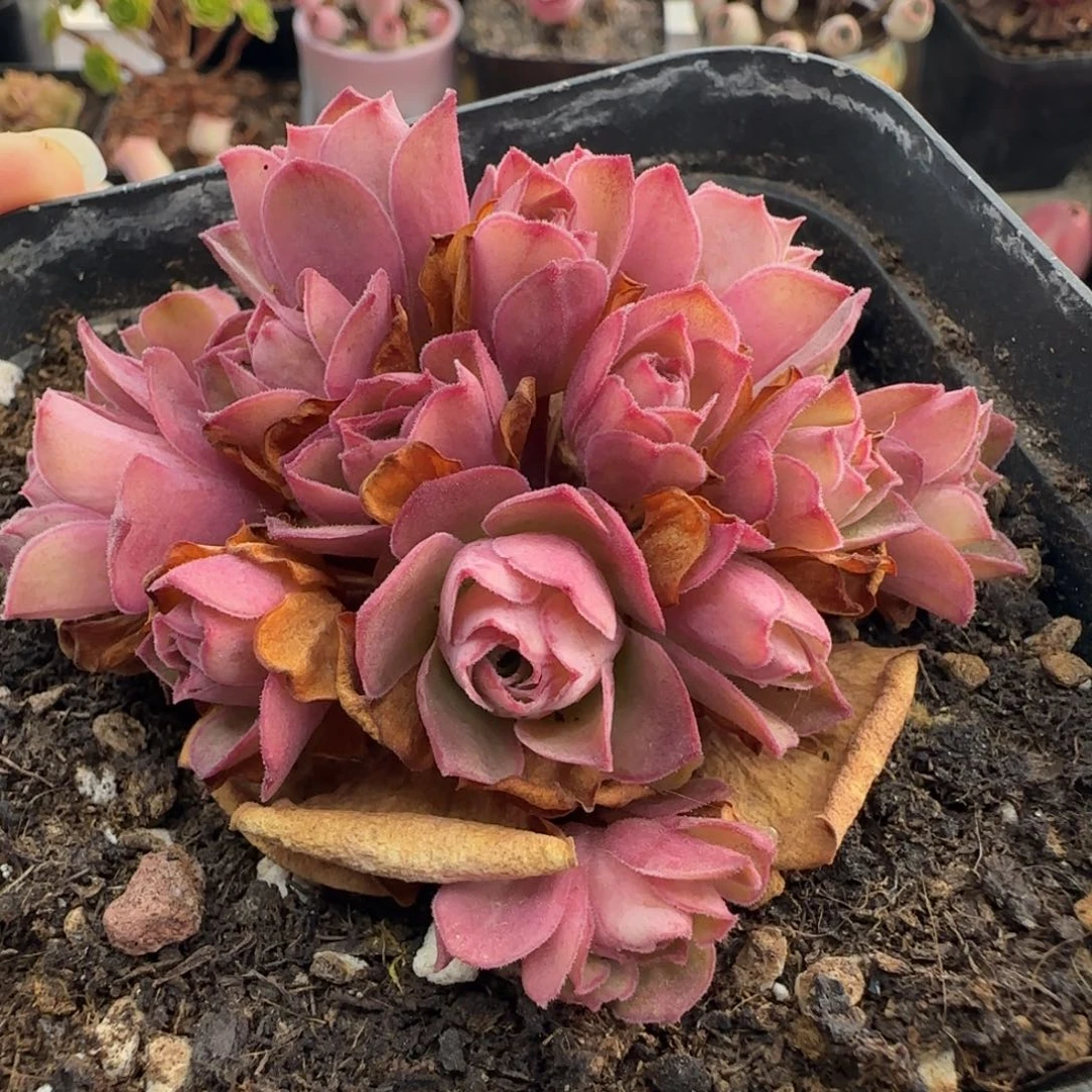 L266半城玫瑰绣球