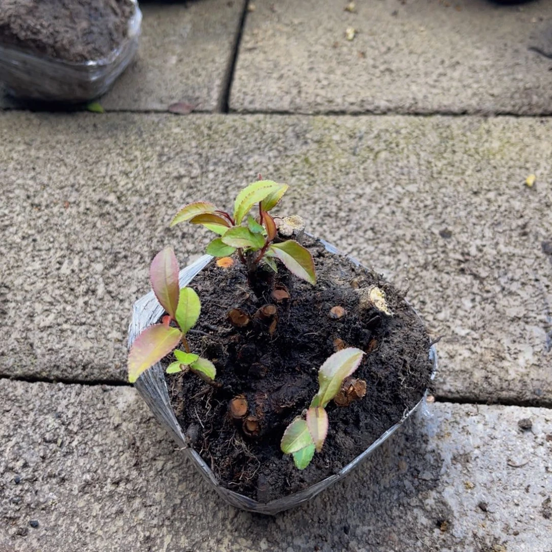 当前无花栽培后可以开花
