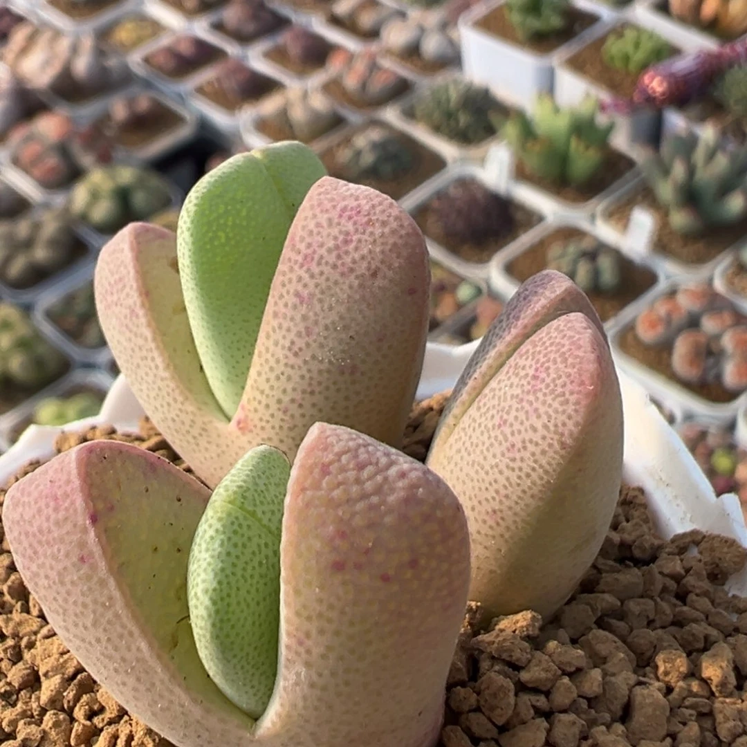 23多肉植物百科植物