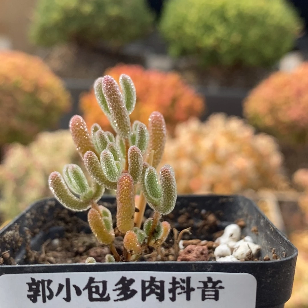 枝干实生冰晶8290枝干番杏