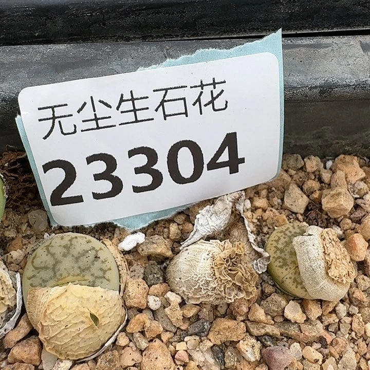 天**到23304清框特价绿象牙