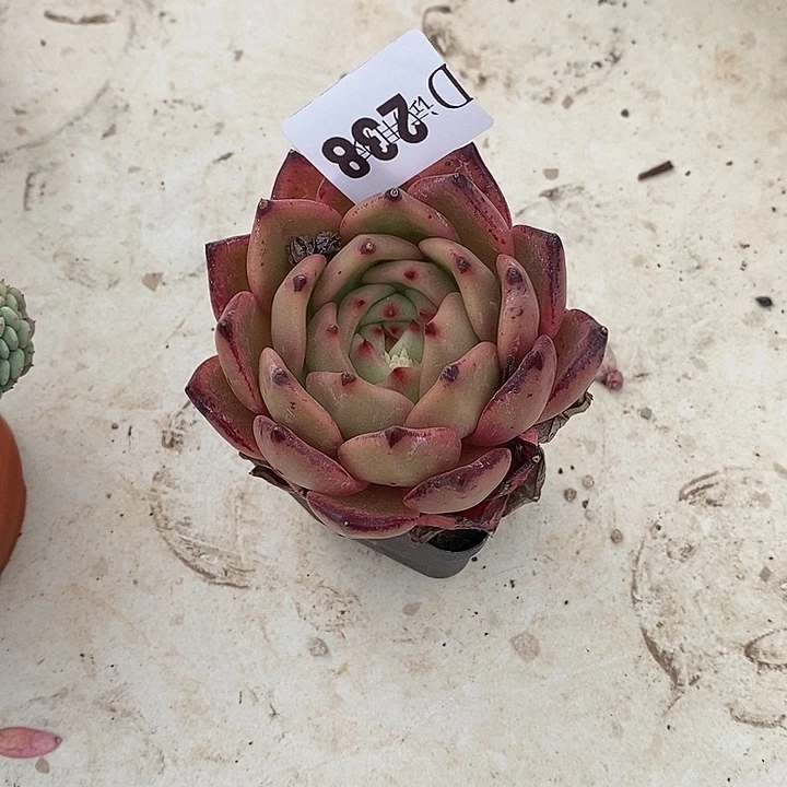 Y***霞238香奈儿多肉植物