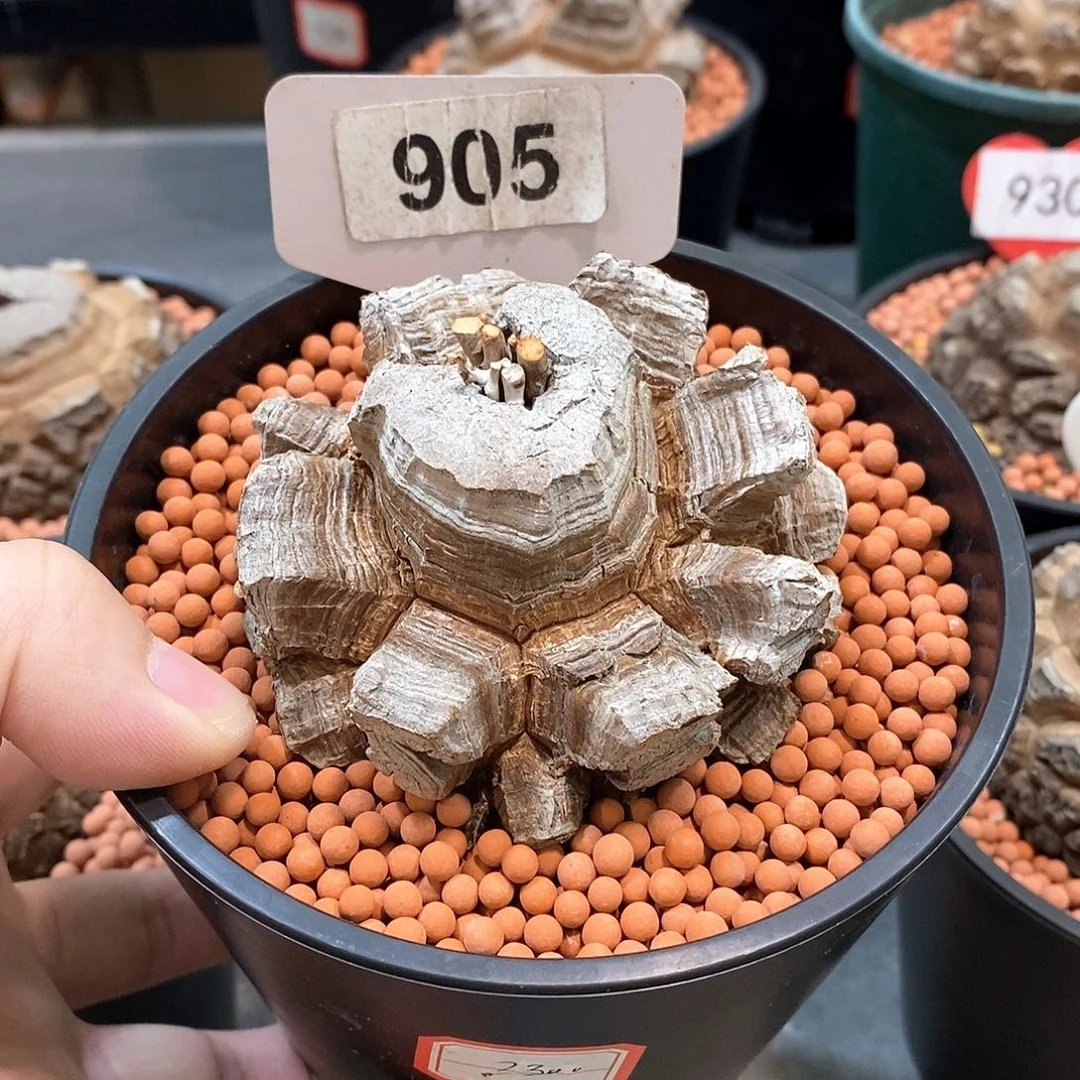 南非龟甲龙龟甲龙