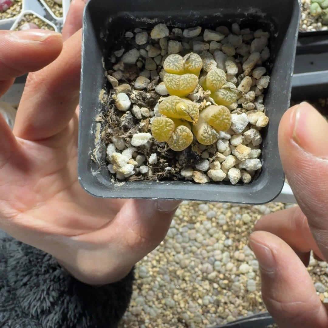 墨*、2551。多肉植物。鸟一盒