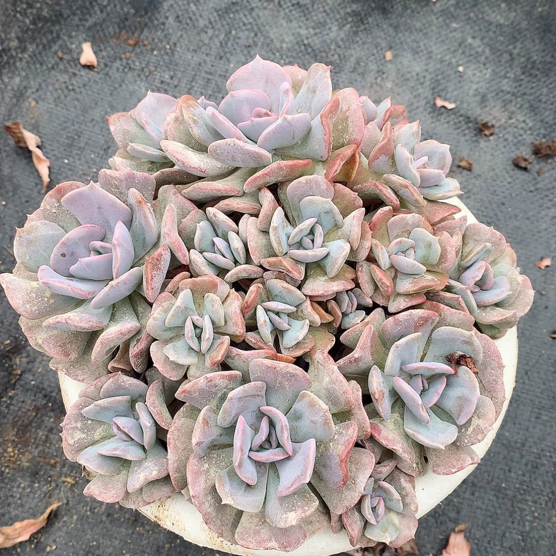 雪精灵一物一拍10-7