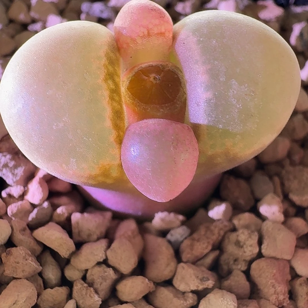 1725风铃玉肉锥植物