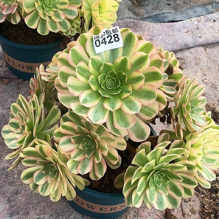 0428 一颗雨何法师