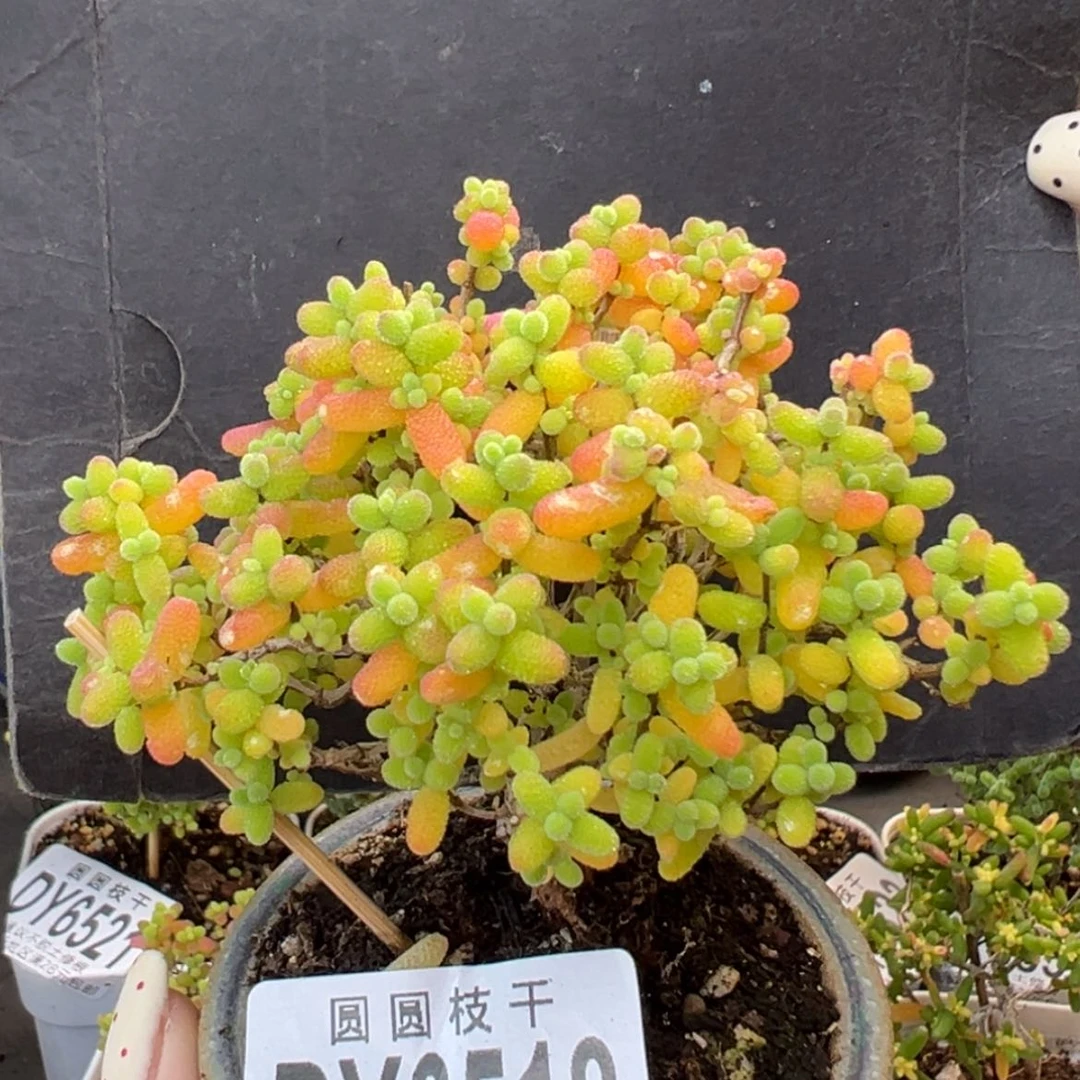 【闪购商品】dy6518精控金桔糖球不含盆冠幅9cm