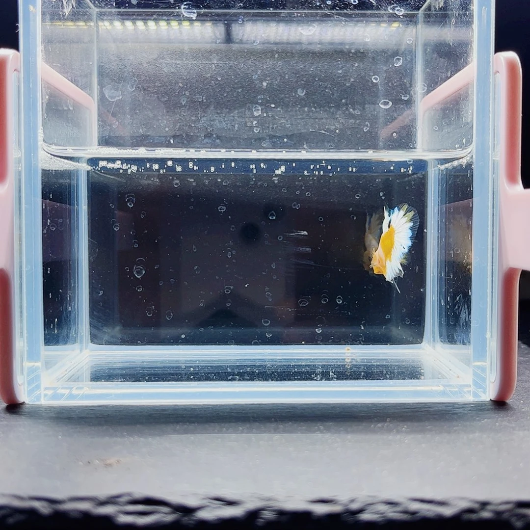 海水鱼宙斯斗鱼竞拍11-12