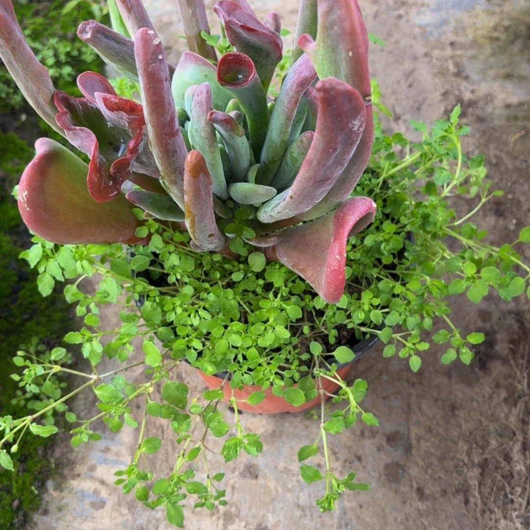 火狐狸多肉植物捧花5多肉