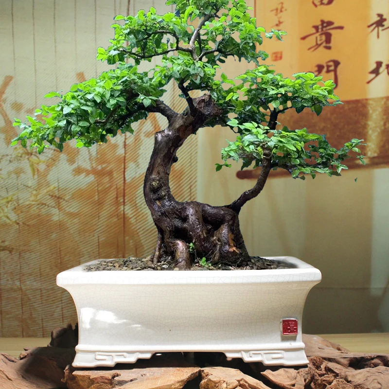简约陶瓷冰裂花盆小叶榆树造型老桩乌龟盆景适合阳台庭院绿植露台